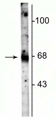 Anti-GABA Transporter (GAT) 1 Antibody