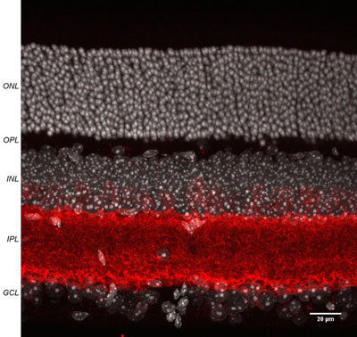 Anti-GABA Transporter (GAT) 1 Antibody - Image 2