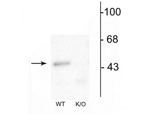Anti-GABAA Receptor α1 Antibody - Image 2