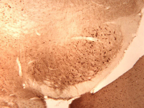 Anti-GABAA Receptor α1 Antibody - Image 3