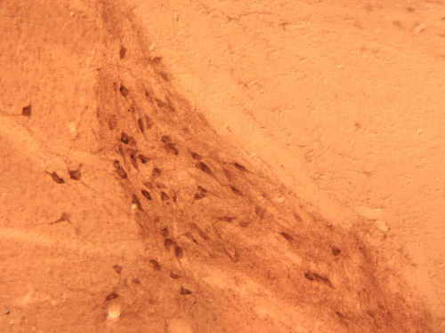 Anti-GABAA Receptor α1 Antibody - Image 4