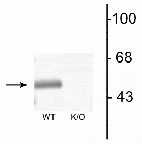 Anti-GABAA Receptor α3 Antibody