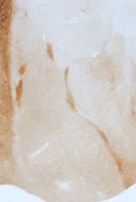 Anti-GABAA Receptor α3 Antibody - Image 2