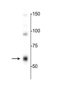 Anti-GABAA Receptor α4, Antibody