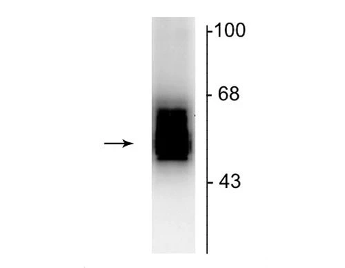 Anti-GABAA Receptor ß2 Antibody