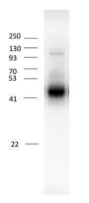 Anti-GABAA Receptor ß3 Antibody - Image 3