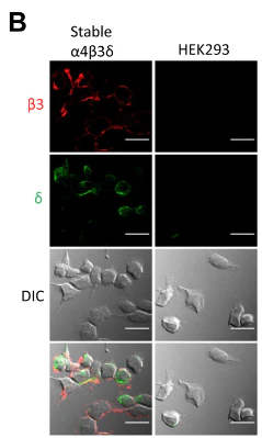 Anti-GABAA Receptor δ, N-Terminus Antibody - Image 4