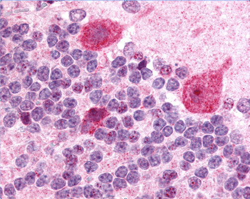 Anti-GABAA Receptor γ2 Antibody - Image 2