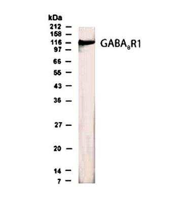 Anti-GABABR1b Antibody