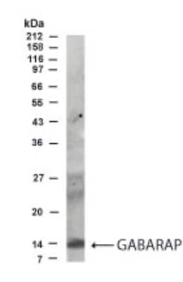 Anti-GABARAP Antibody