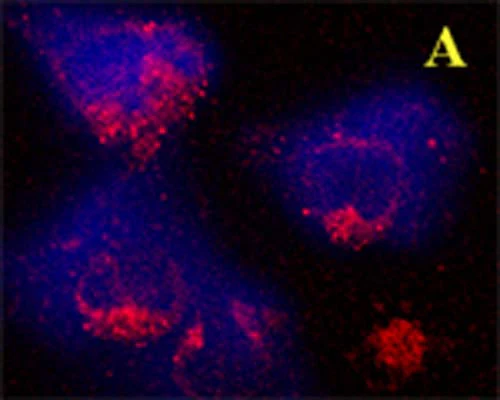 Anti-GABARAP Antibody - Image 2