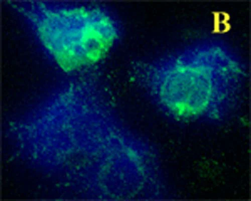 Anti-GABARAP Antibody - Image 3