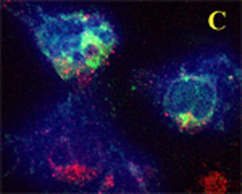 Anti-GABARAP Antibody - Image 4