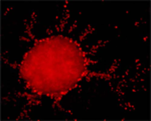 Anti-GABARAP Antibody - Image 5
