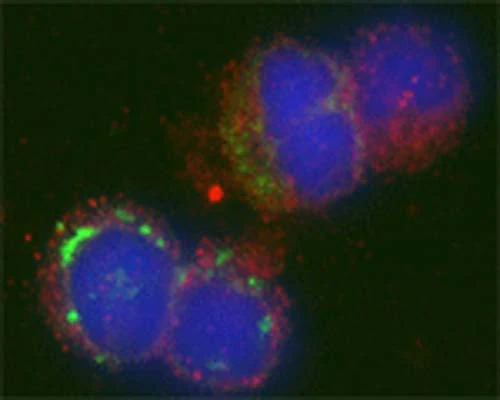 Anti-GABARAP Antibody - Image 6