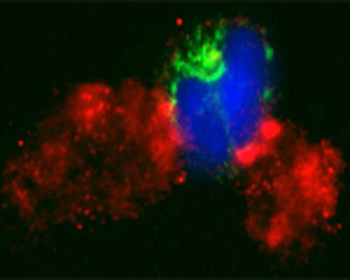 Anti-GABARAP Antibody - Image 7