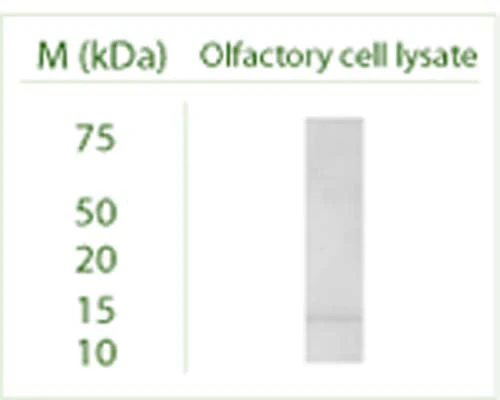 Anti-GABARAP Antibody - Image 8