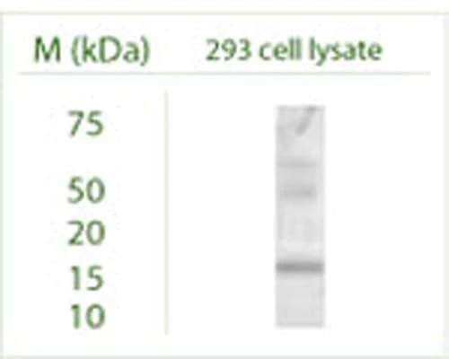 Anti-GABARAPL2 Antibody