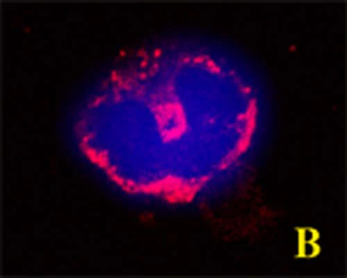 Anti-GABARAPL2 Antibody - Image 3