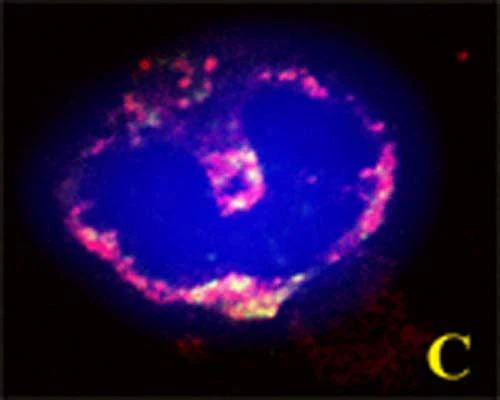 Anti-GABARAPL2 Antibody - Image 4
