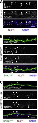 Anti-GAD65/67 Antibody - Image 2