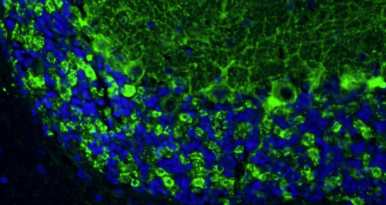 Anti-GAD65/67 Recombinant Chicken Chimeric mAb - Image 3