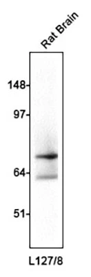 Anti-GAD67 Antibody - Image 2