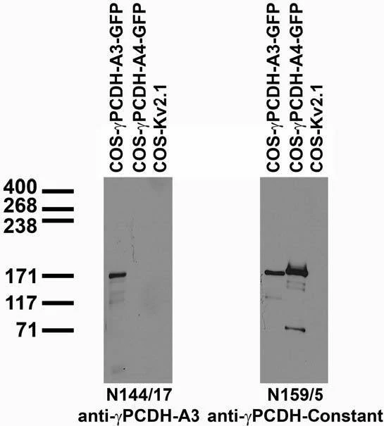 Anti-Gamma-Protocadherin-A3 Antibody