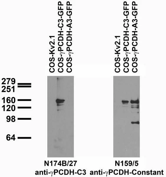 Anti-Gamma-Protocadherin-C3 Antibody