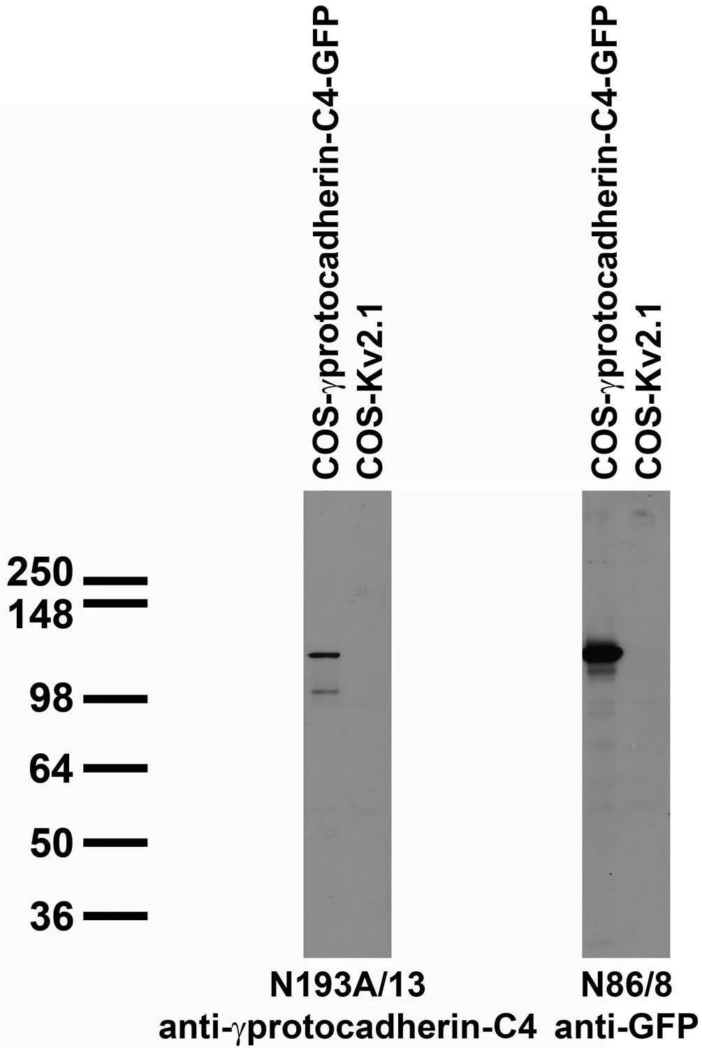 Anti-Gamma-Protocadherin-C4 Antibody