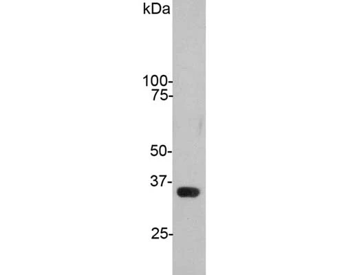 Anti-GAPDH Antibody