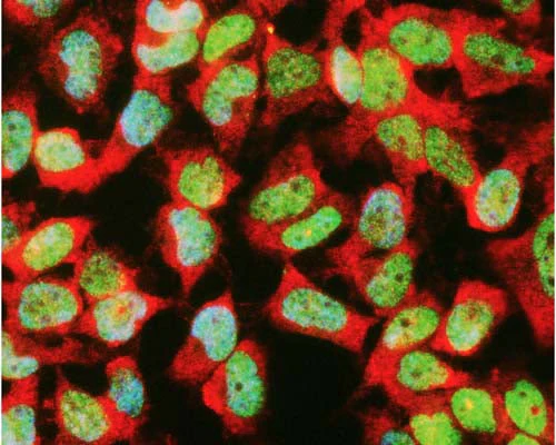 Anti-GAPDH Antibody - Image 2