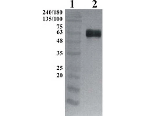 Anti-GDNF family receptor alpha-1 (GFR alpha-1) Antibody