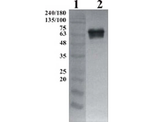Anti-GDNF family receptor alpha-2 (GFR alpha-2) Antibody