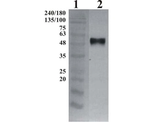 Anti-GDNF family receptor alpha-4 (GFR alpha-4) Antibody