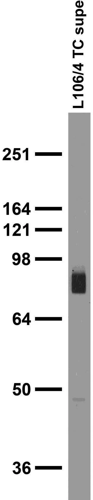 Anti-Gephyrin Antibody - Image 4