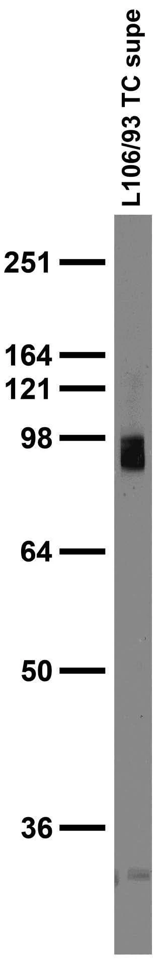 Anti-Gephyrin Antibody - Image 3