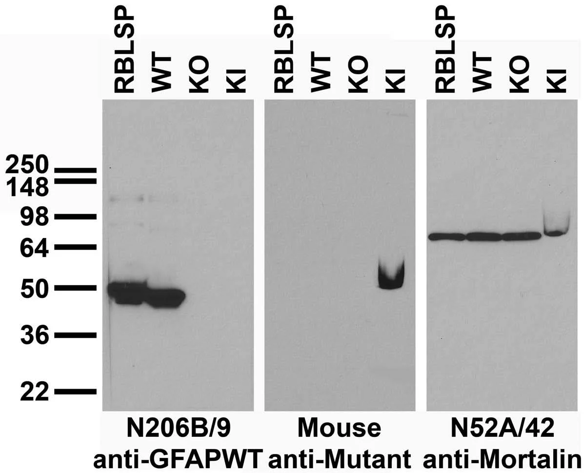 Anti-GFAP-R416WT Antibody - Image 3