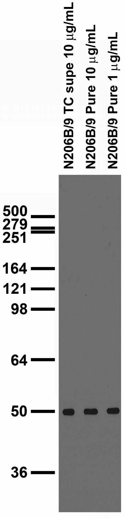 Anti-GFAP-R416WT Antibody - Image 4