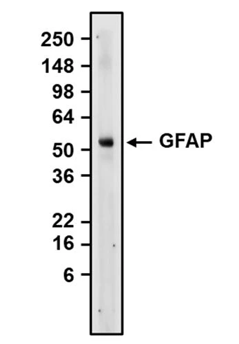 Anti-GFAP Recombinant Guinea Pig Chimeric mAb - Image 2