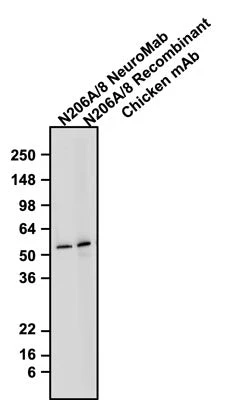 Anti-GFAP Recombinant Chicken Chimeric mAb - Image 3