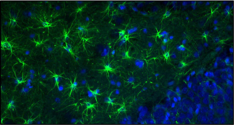 Anti-GFAP Recombinant Chicken Chimeric mAb - Image 5