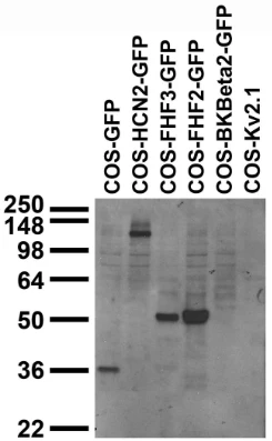 Anti-GFP Antibody