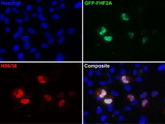 Anti-GFP Antibody - Image 2
