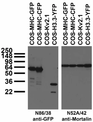 Anti-GFP Antibody - Image 3