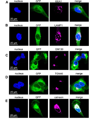Anti-GFP Antibody - Image 4