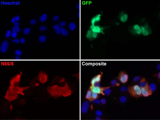 Anti-GFP Antibody