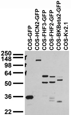 Anti-GFP Antibody - Image 2