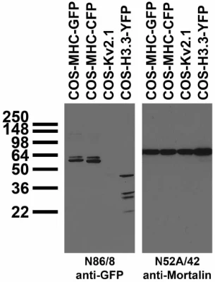 Anti-GFP Antibody - Image 3