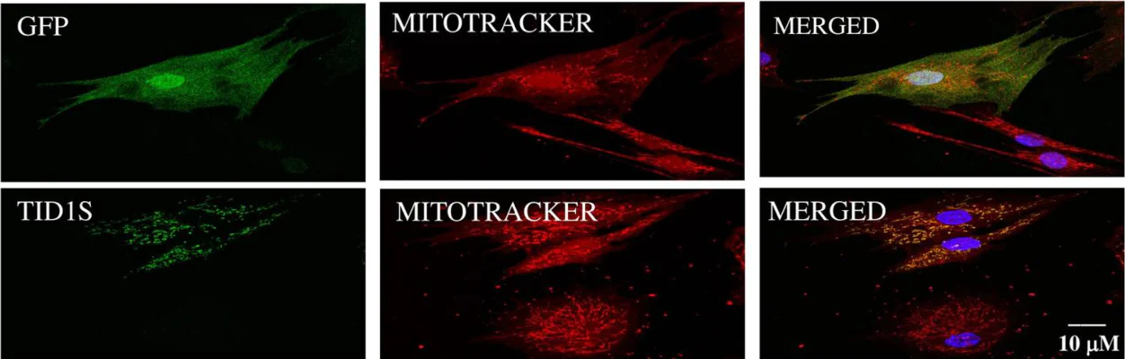 Anti-GFP Antibody - Image 4